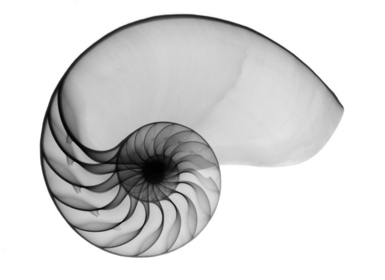 Золотое сечение Наутилус спираль Ракушка Фибоначчи