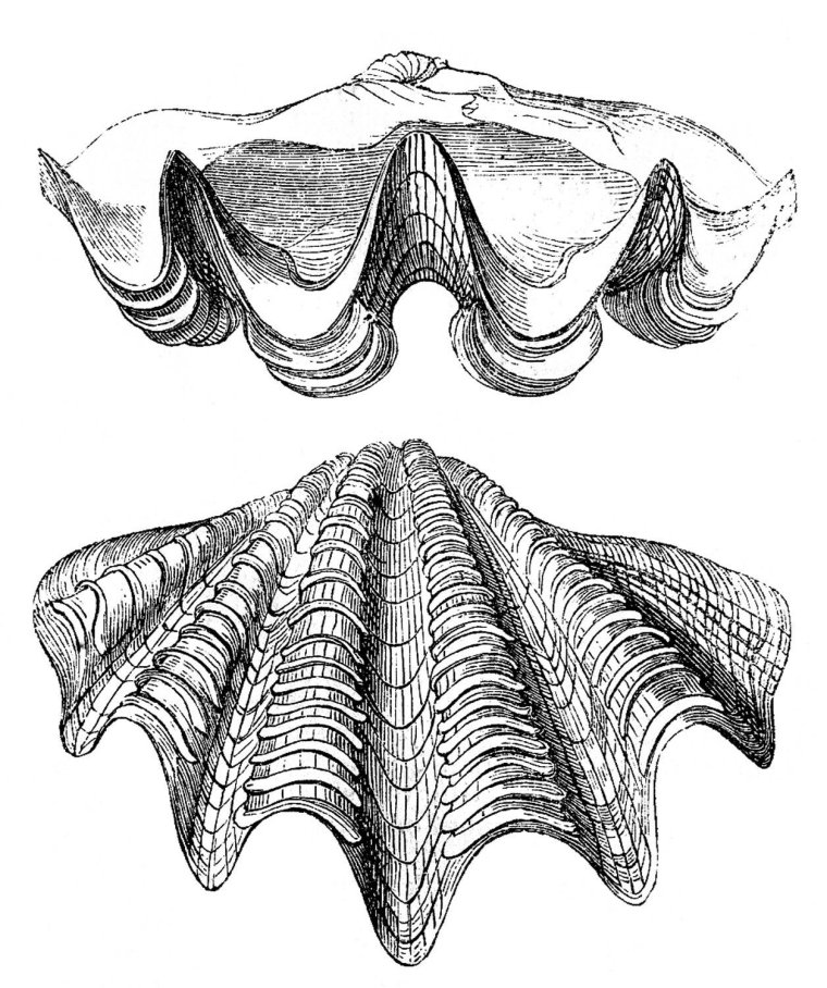 Ракушка Графика