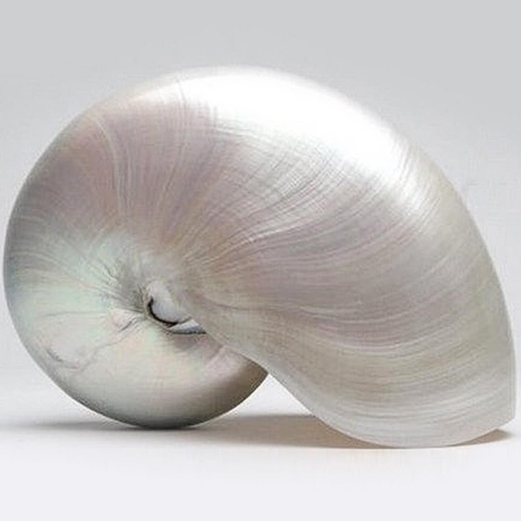 Раковины наутилусы перламутровые