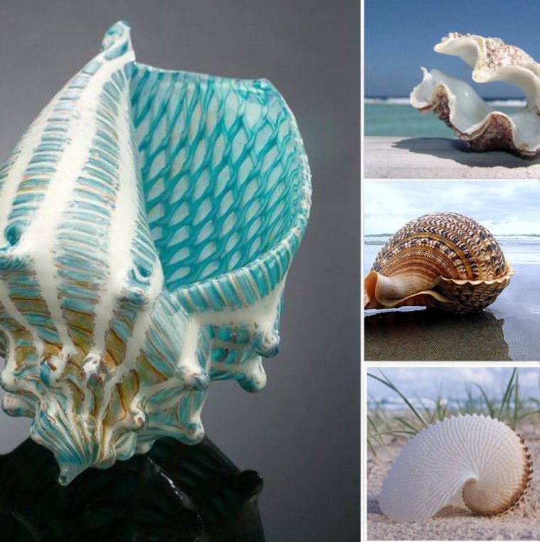 Необыкновенная Ракушка