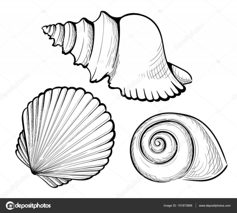 Раскраски ракушки морские
