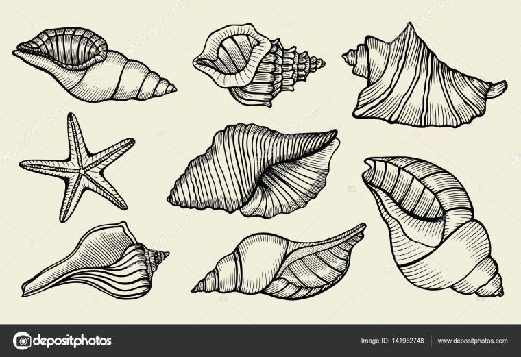 Ракушки морские для срисовки