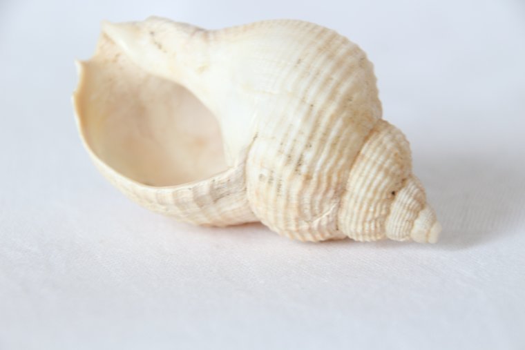 Ракушки морские белые