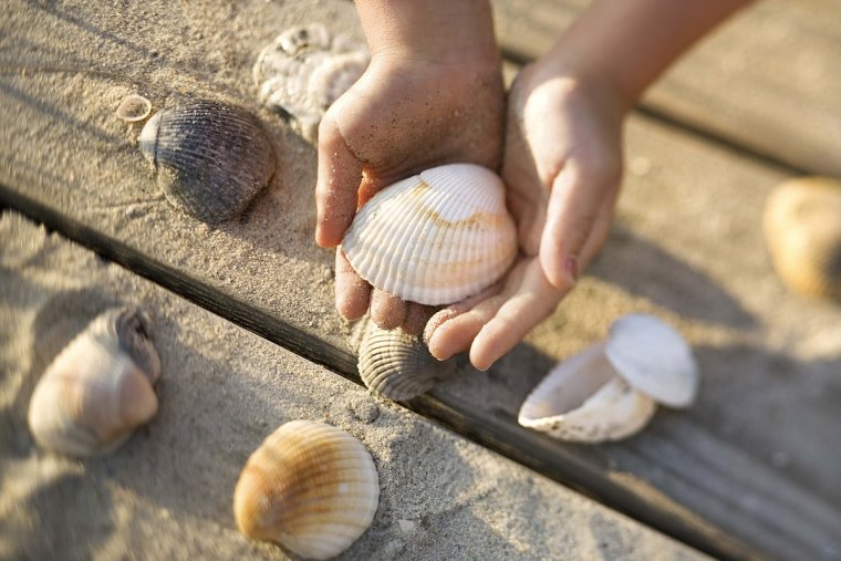 Collecting Seashells