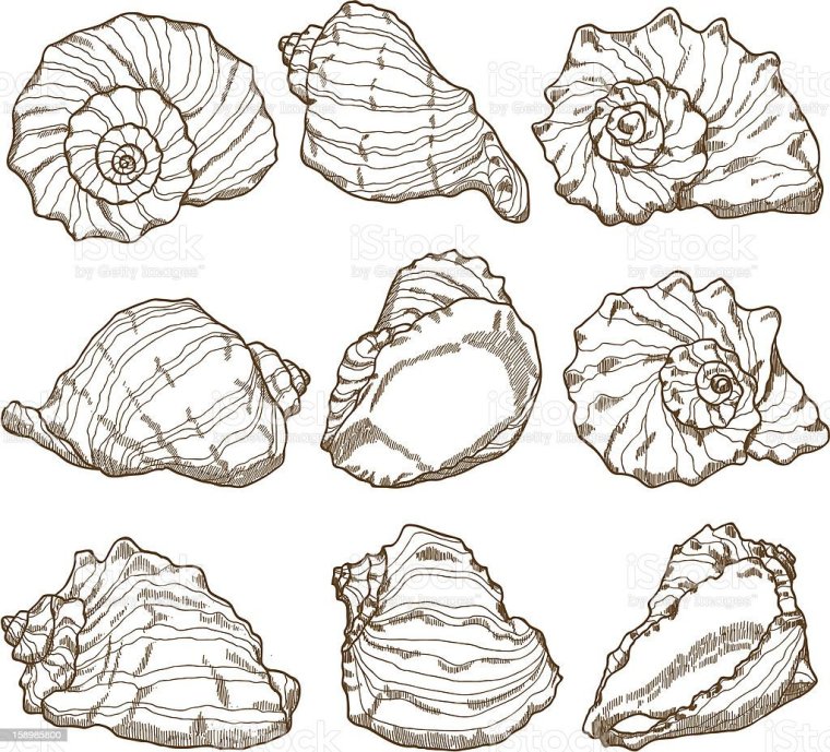 Морские раковины референс