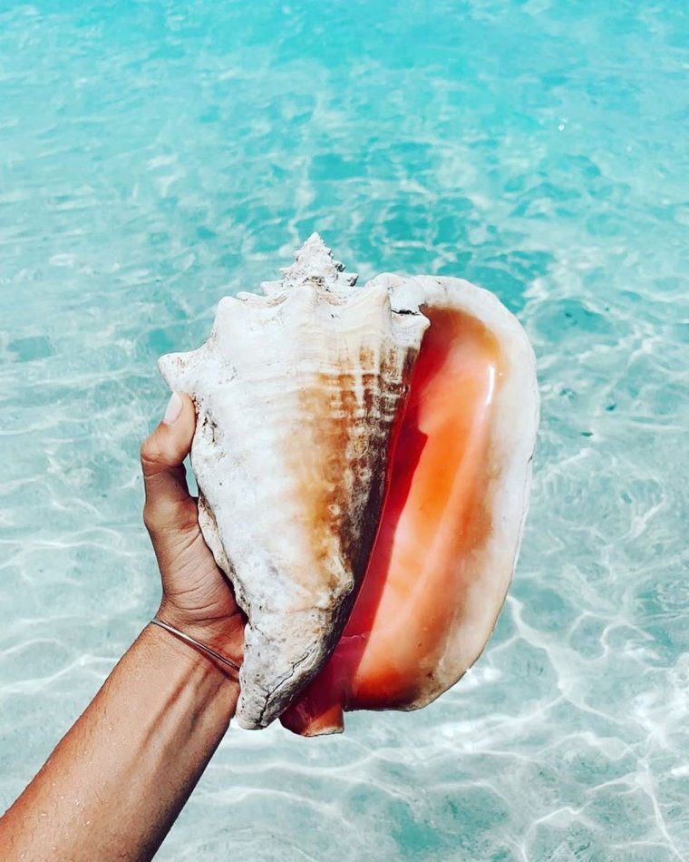 Огромные морские раковины