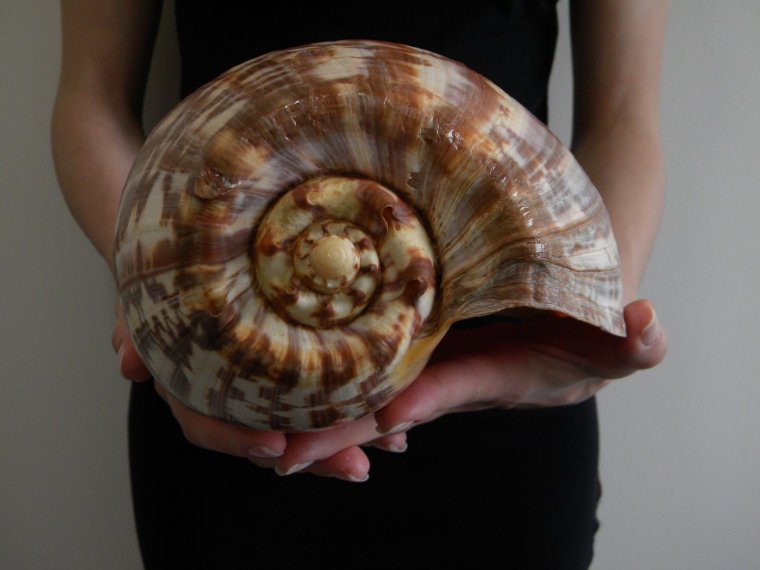 Самые редкие ракушки