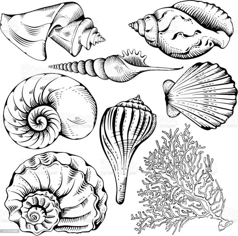 Ракушка эскиз