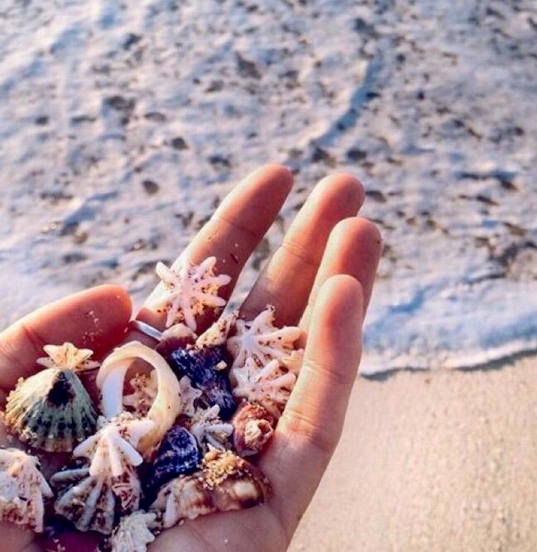 Ракушка на ладони