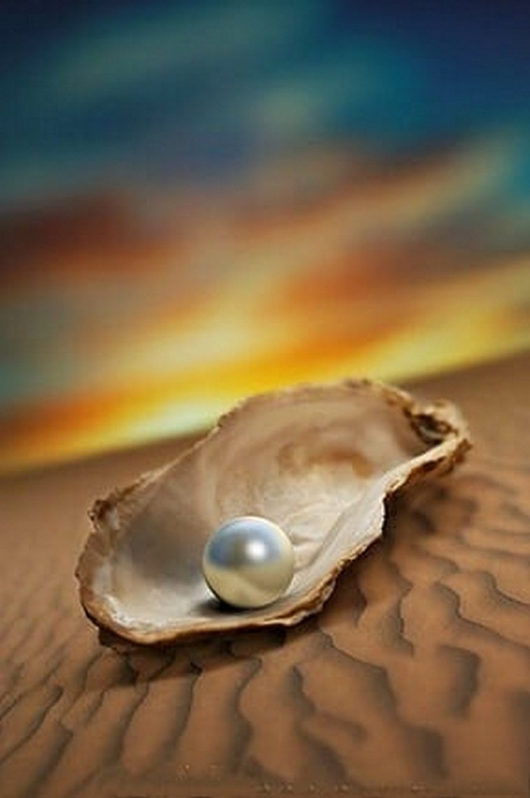 Устрица моллюск