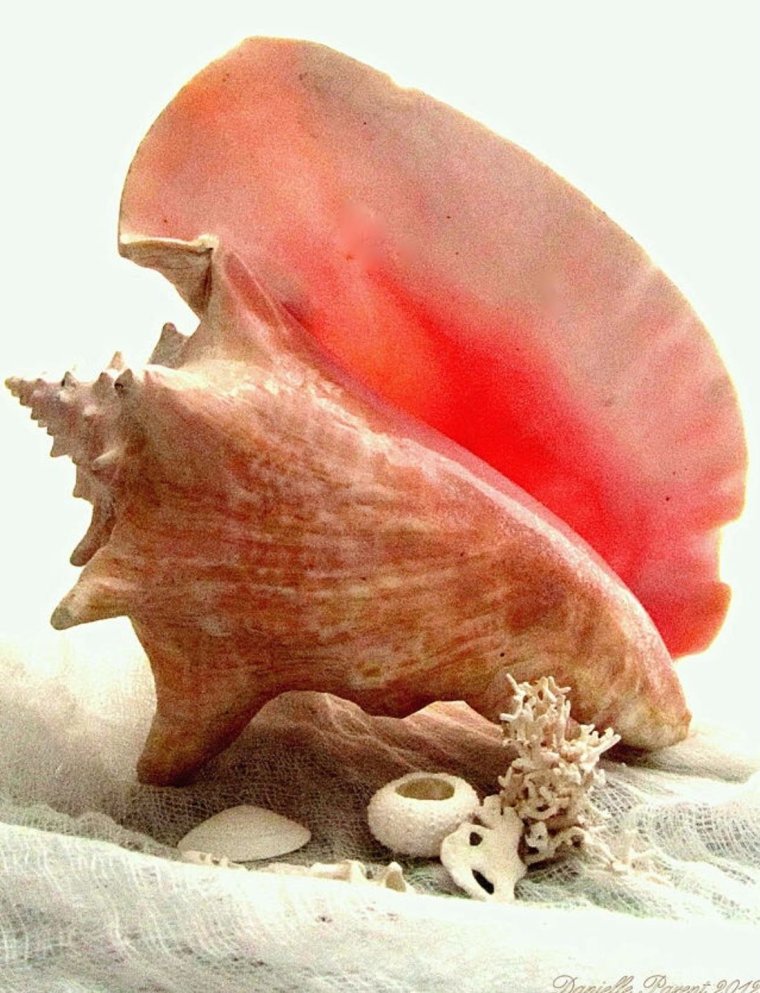 Раковина Conch Shell