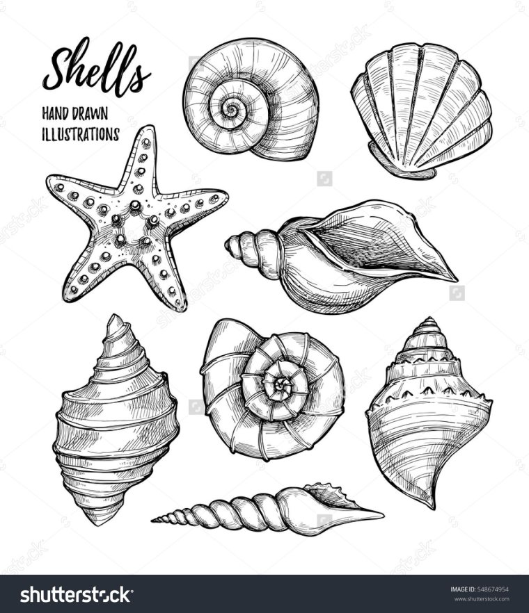 Ракушка Графика эскиз