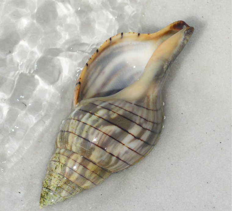 Редкие ракушки