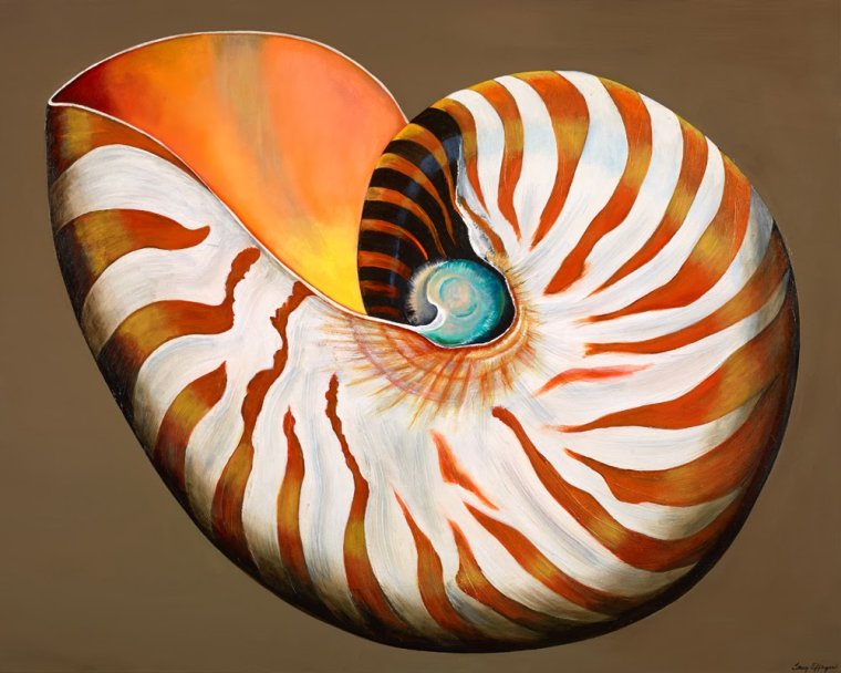 Ракушка с жемчужиной мультяшная