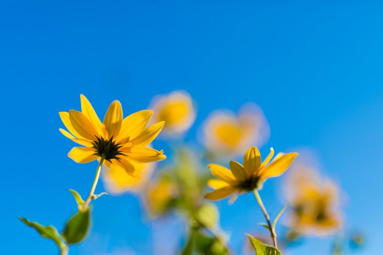 Желтые цветы на фоне неба