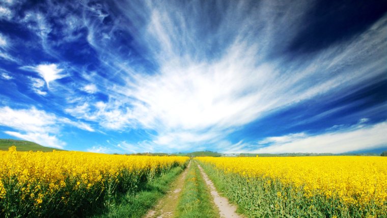 Летнее утро