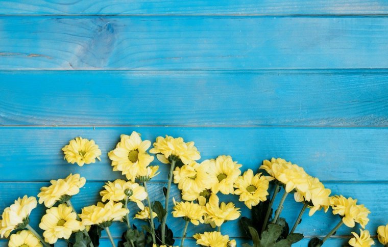 Желто синие цветы