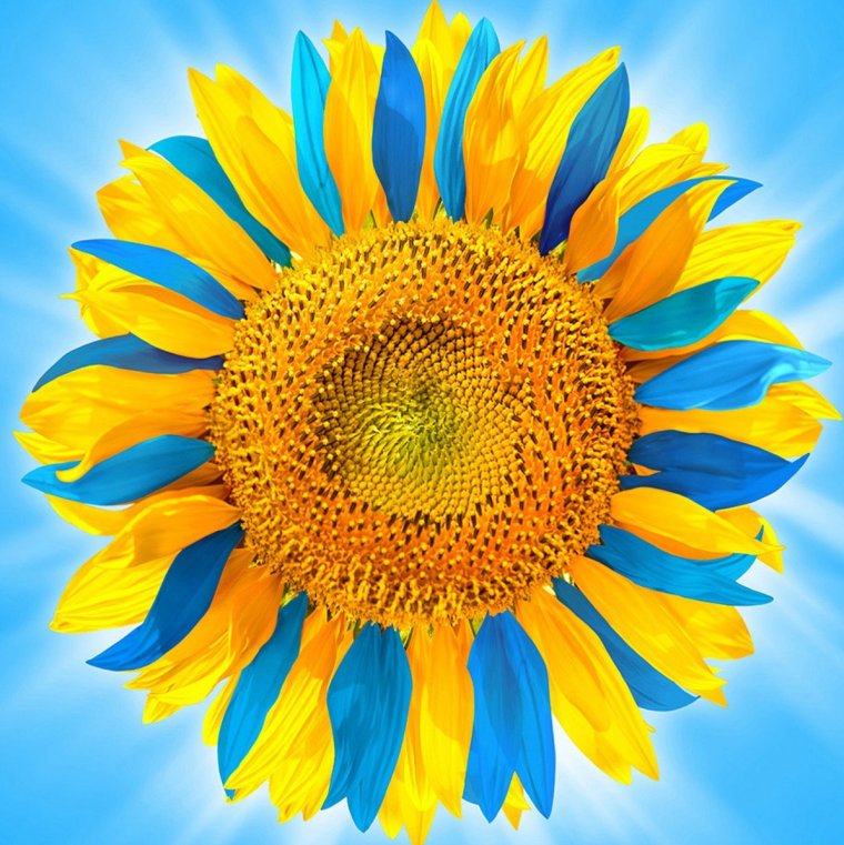 Подсолнухи желтый и синий