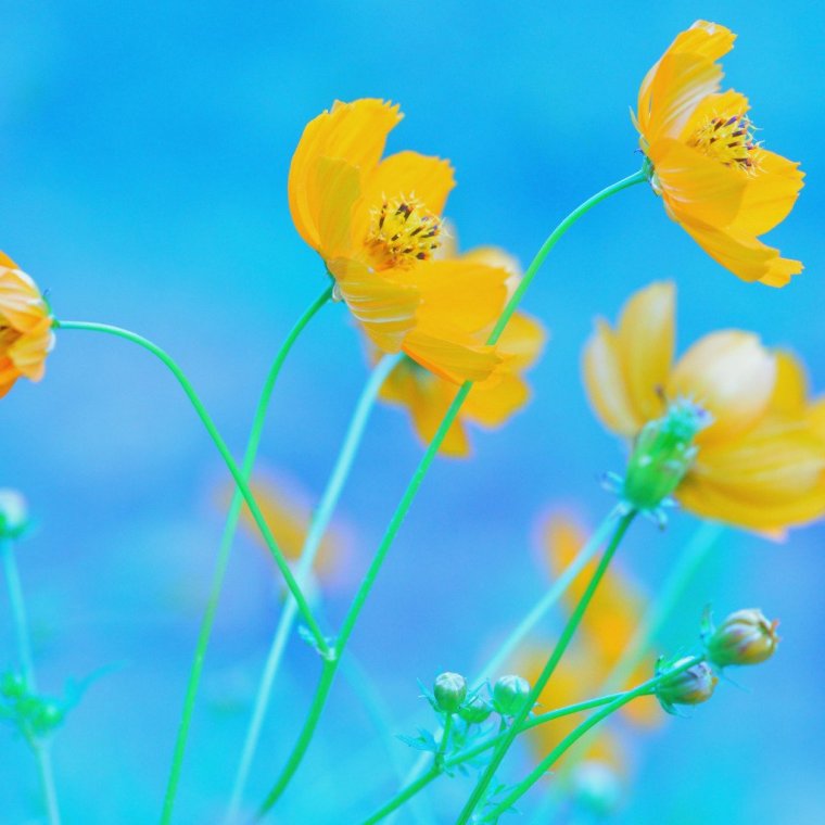 Желто синие цветы