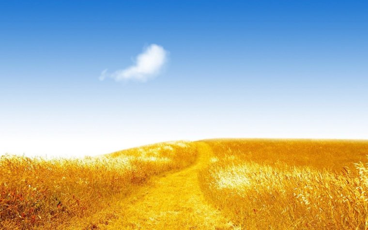 Золотое поле пшеницы