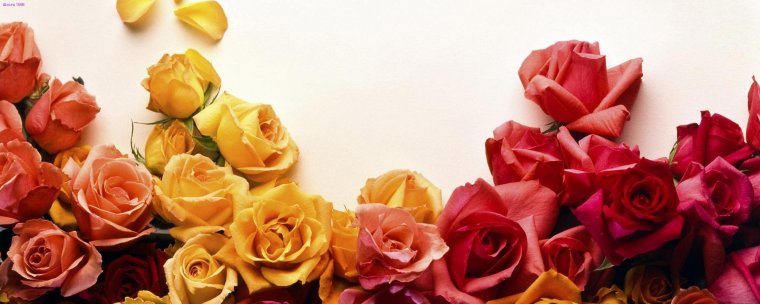 Обложка для фейсбука цветы