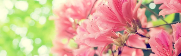 Обложка для фейсбука цветы