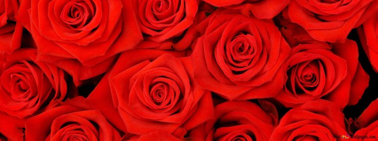 Фон розы бабочки