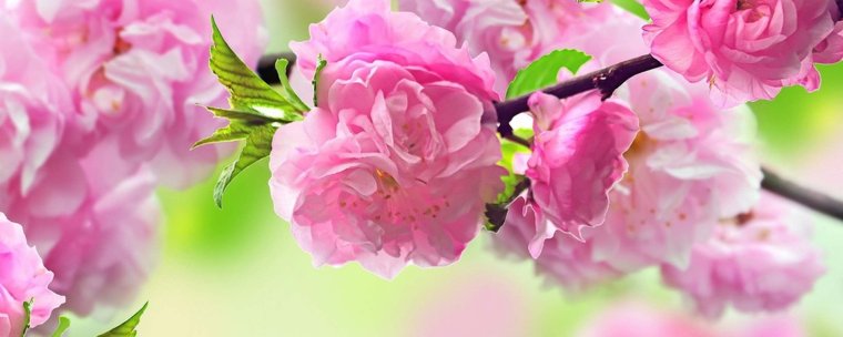 Красивые цветочные баннеры