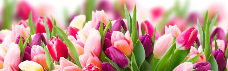 Обложка Весна