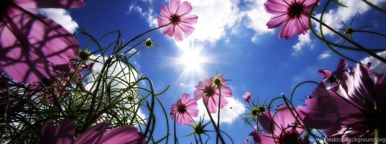 Тюльпаны картинки