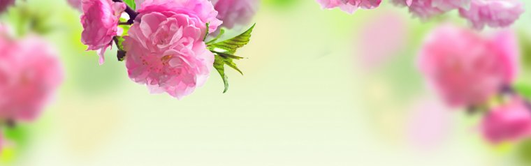 Пионы обложка