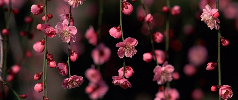 Природа цветы