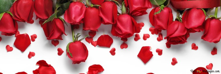 Цветы пионы горизонтальные