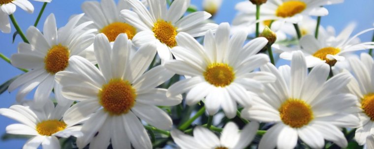 Капалак расми