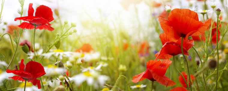 Узор бриллиант