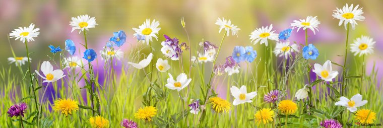 Обложка сирень