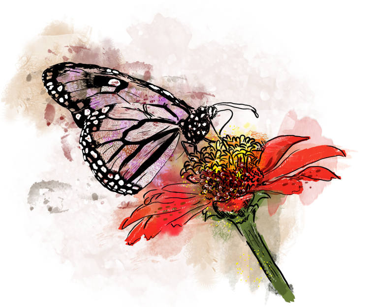 Бабочка на цветке на белом фоне