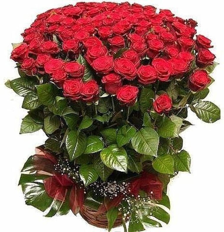 Букет роз с днем рождения