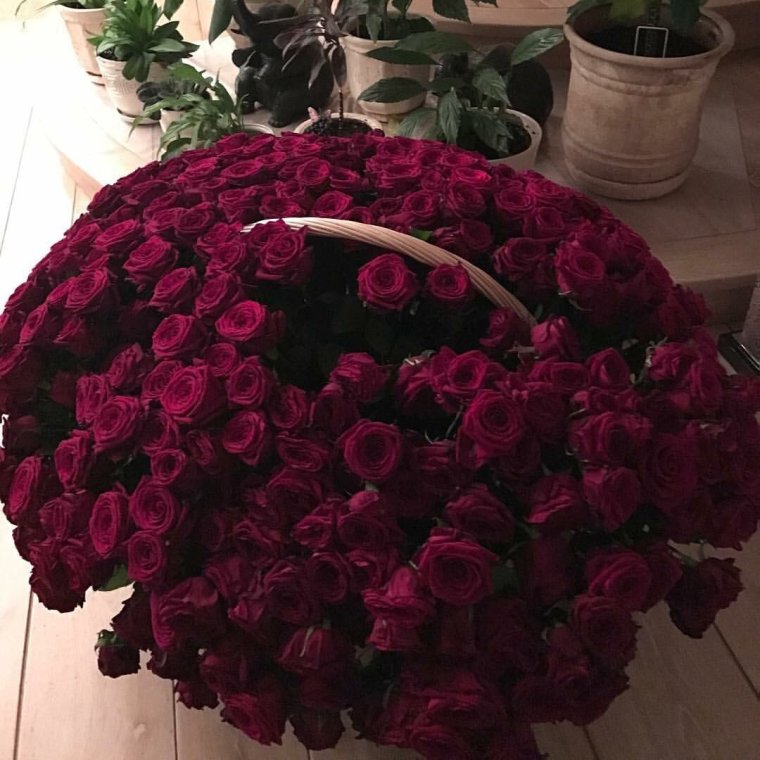 Много роз в комнате