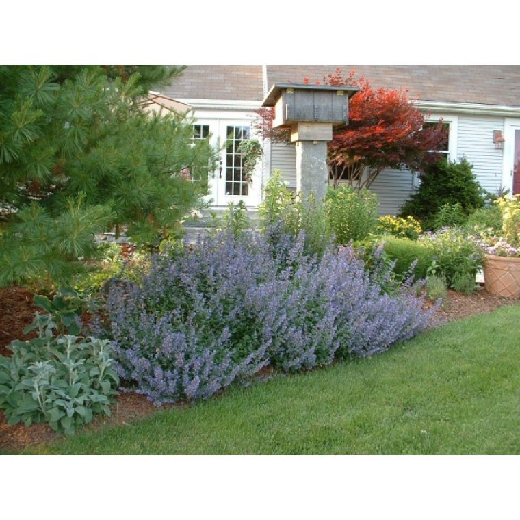 Котовник Фассена и злаки