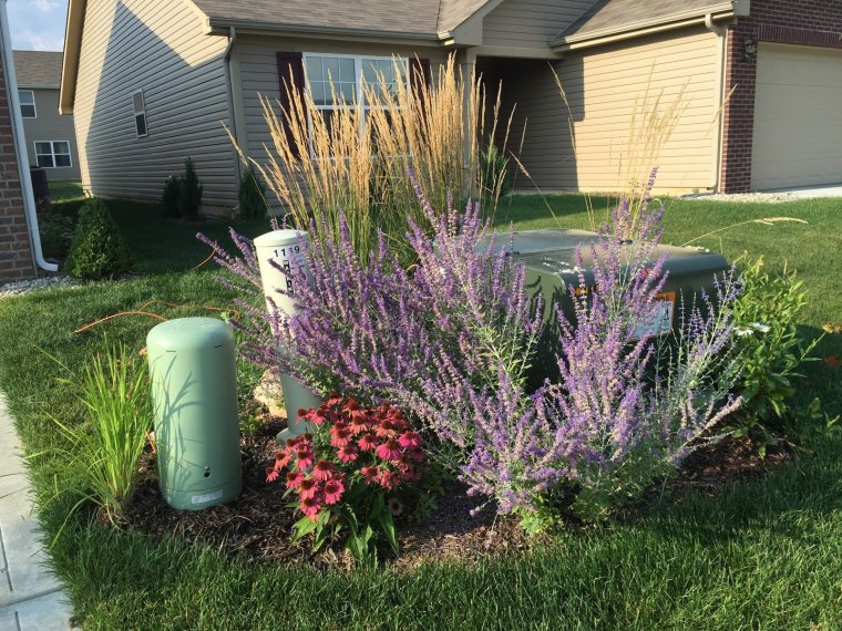 Перовския (Perovskia atriplicifolia)