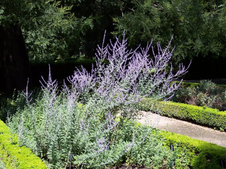 Перовския Perovskia atriplicifolia "Rocketman"