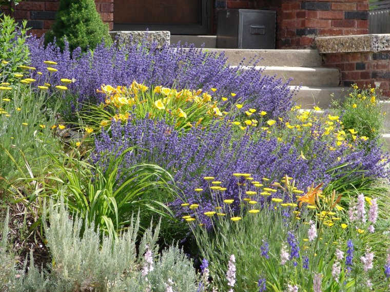 Котовник пит Удольф