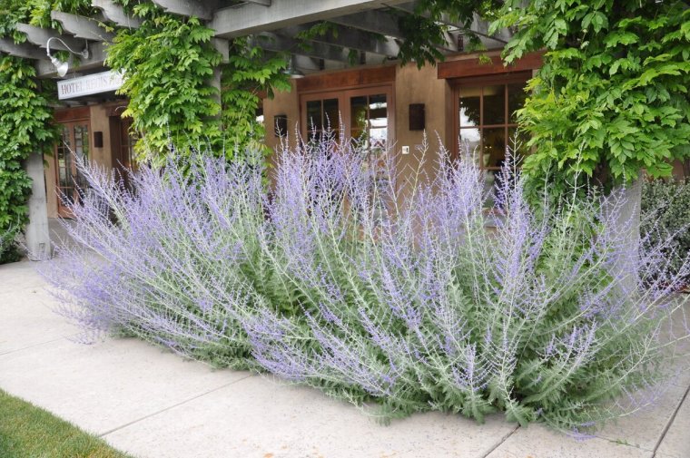 Перовския лебедолистная