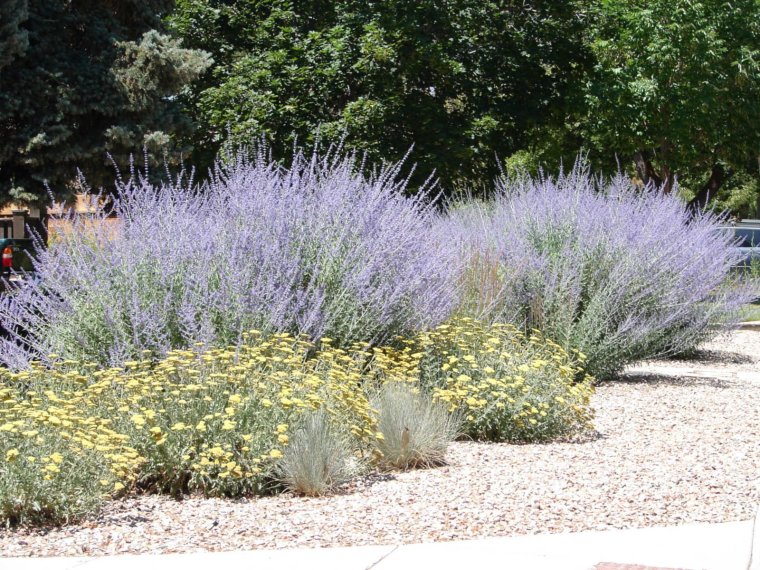 Фото перовскии в ландшафтном дизайне