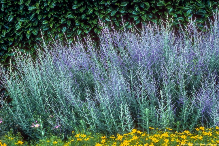 Перовския лебедолистная atriplicifolia