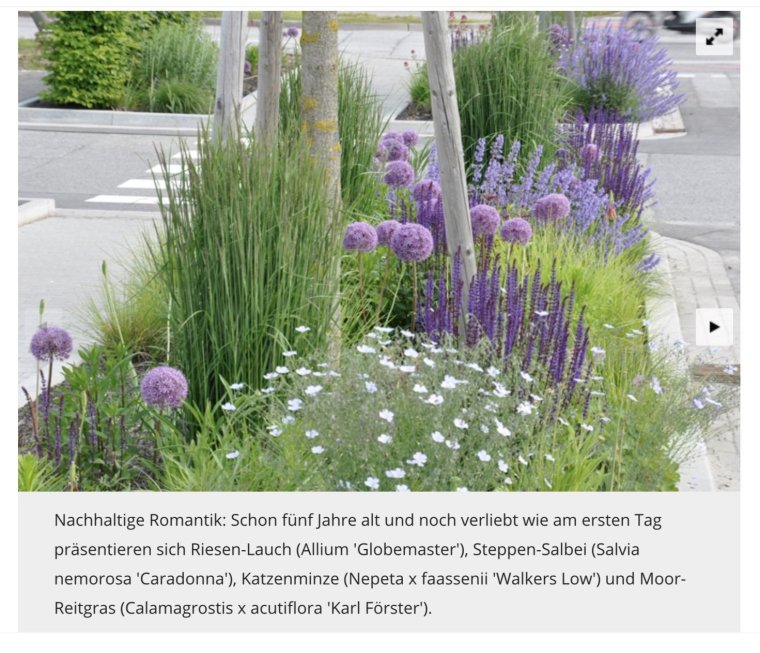 Шалфей перовския