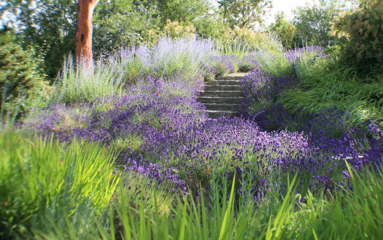 Котовник Фассена на клумбе