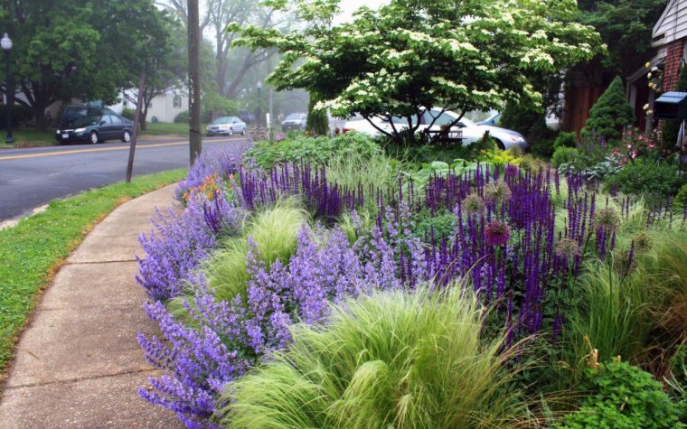 Цветник шалфей злаки гипсофила