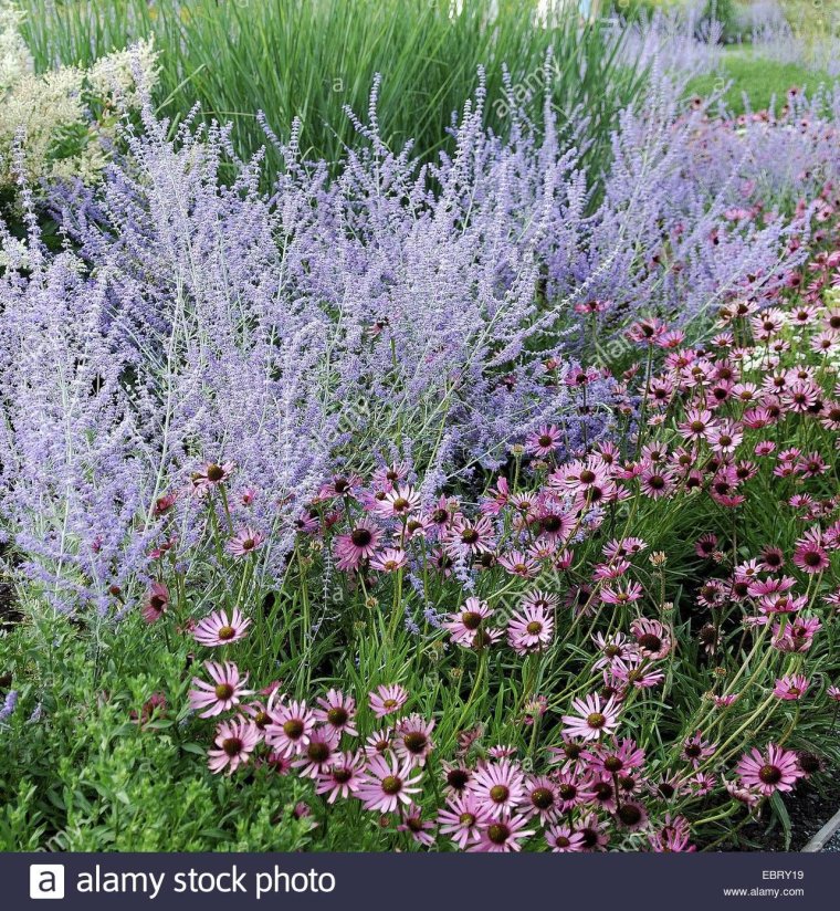 Перовския с чем сочетать